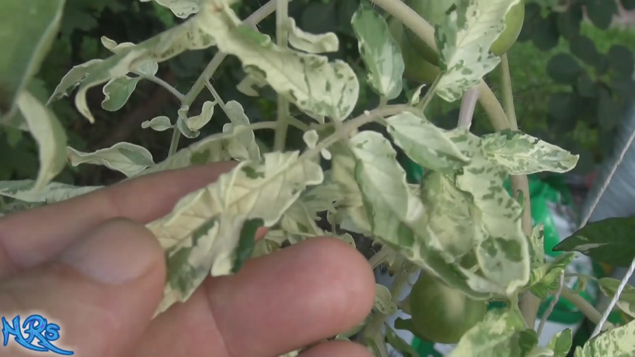 Thumbnail: Variegated (Splash of Cream) Tomato