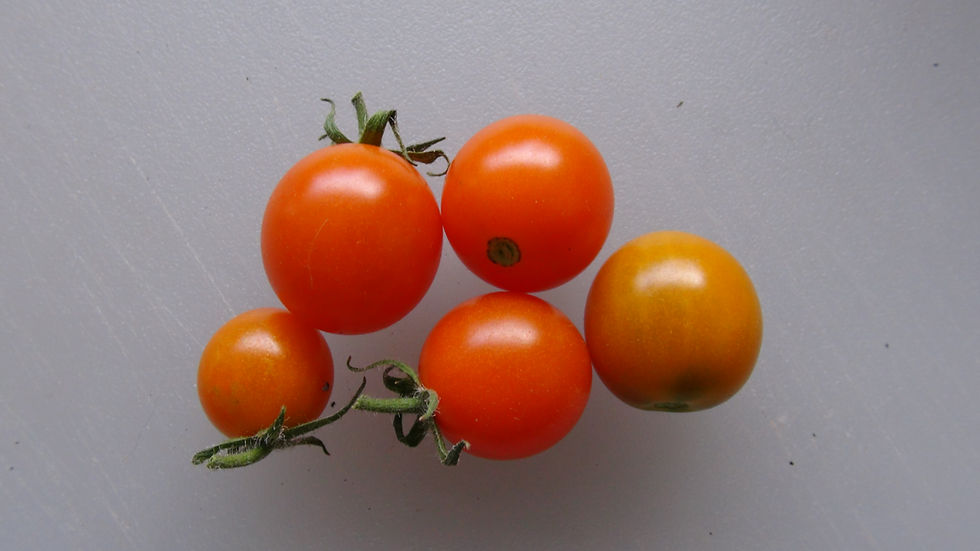 Thumbnail: Here is the Galapagos Minor Cherry Tomato, Solanum galapagense. This tomato originates from our gardens here in Hazleton PA U