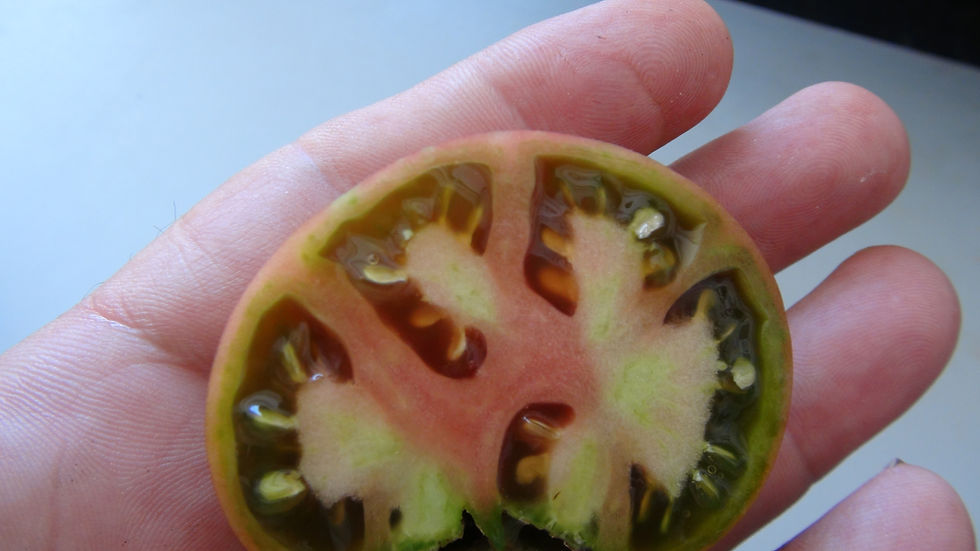 Here is the Siberian Panther Tomato, Solanum lycopersicum. This tomato originates from the USA. The fruits are a Purple red c