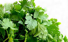 Coriander