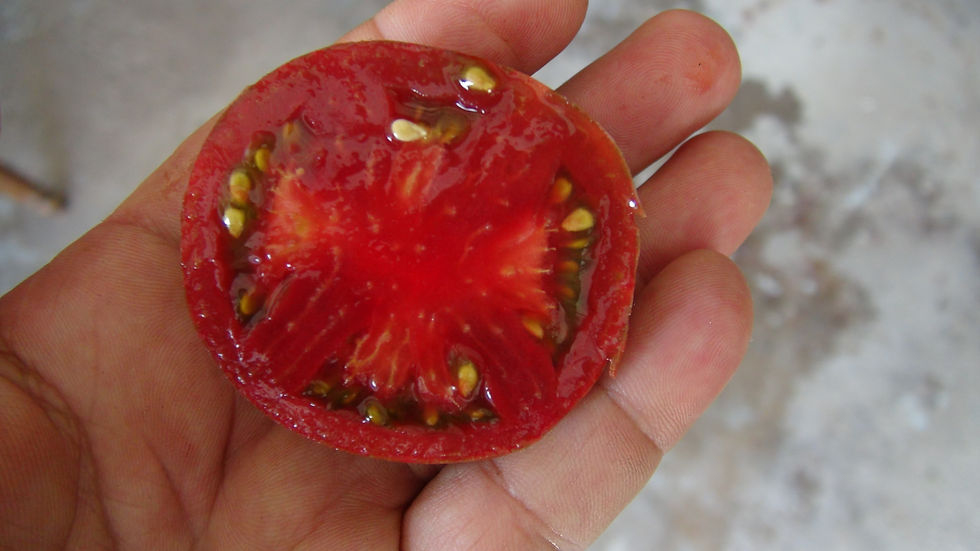 Thumbnail: Here is the Moonlight Mile Variegated Tomato, Solanum lycopersicum. This tomato originates from the USA. It is a cross betwee