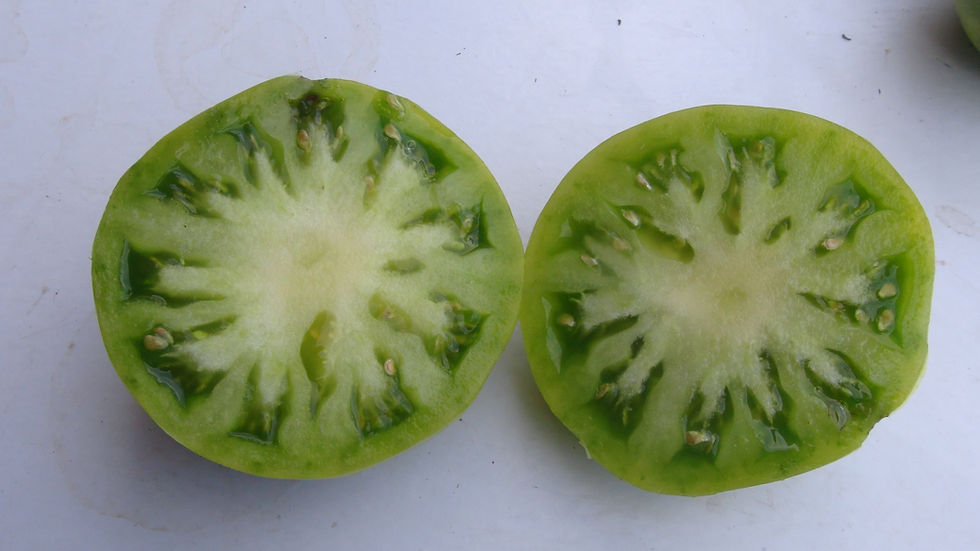 Thumbnail: Here is the Reinhard Kraft’s Green When Ripe Heart Tomato, Solanum lycopersicum. This tomato originates from Germany and crea