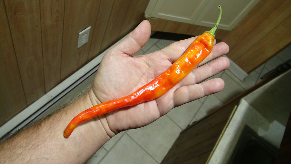 Hangjiao 4 Comet's Tail Pepper, Capsicum annuum, Scoville units: 3,000 to 5,000 SHU. The Hangjiao 4 Comet's Tail Pepper is al
