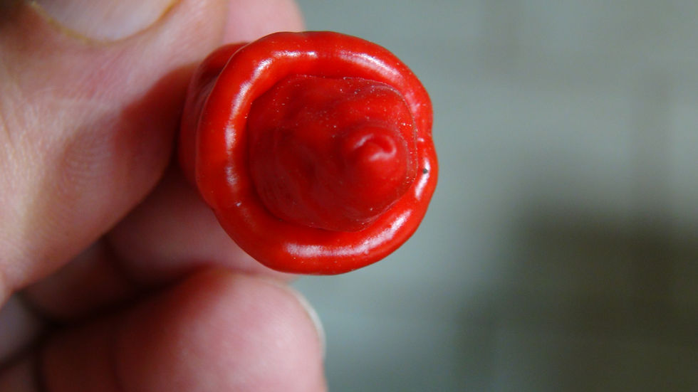 Thumbnail: Here is the PI 281317 Pepper Type 1, Capsicum chinense, Scoville units: 5,000 to 10,000 SHU. The PI 281317 Pepper originates