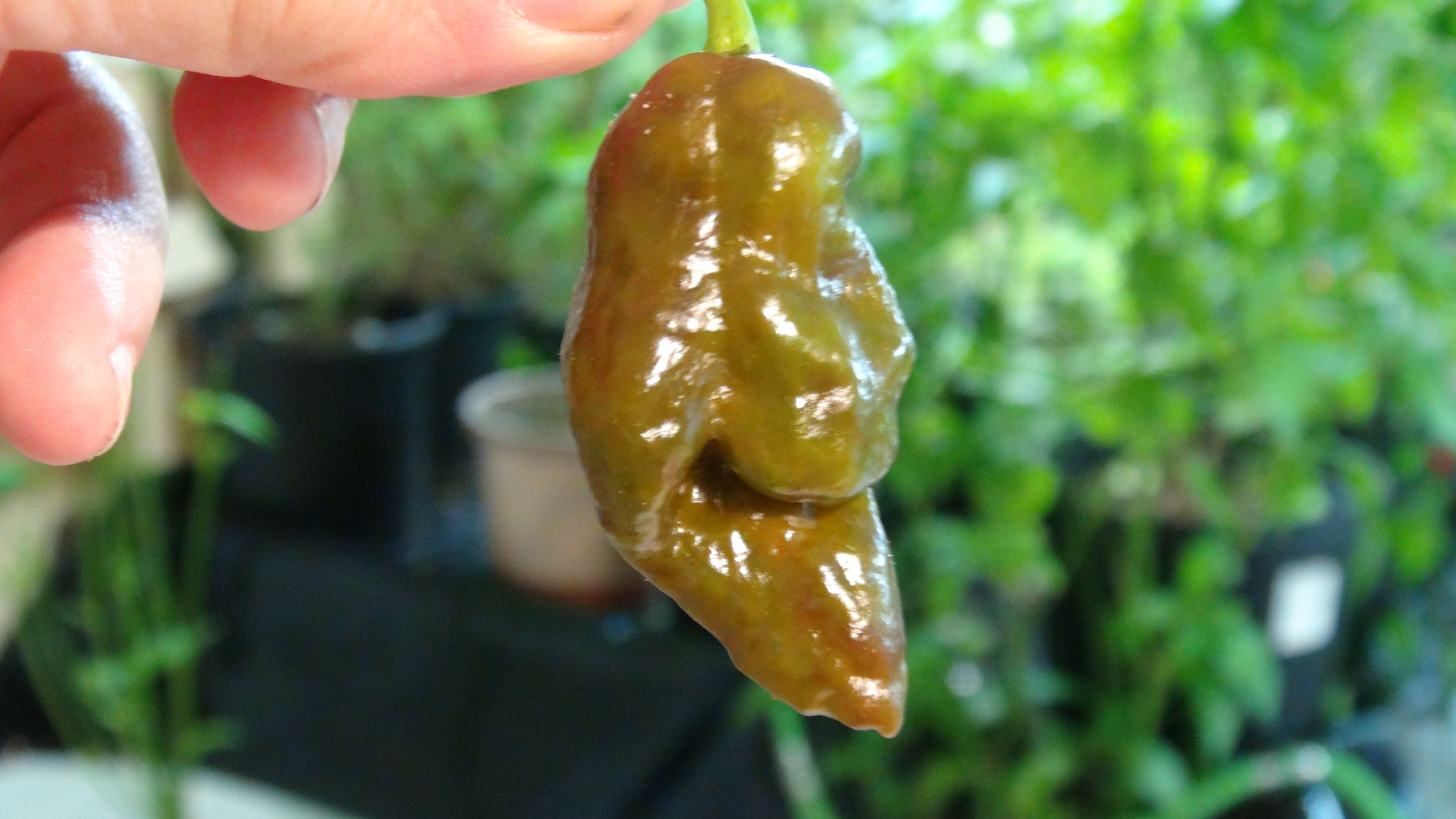 Here is the Chocolate Gator Jigsaw Pepper, Capsicum chinense, Scoville units: 800,000 to 1,100,000 SHU. The Chocolate Gator J