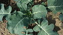 Broccoli Organic Sprouting Seeds