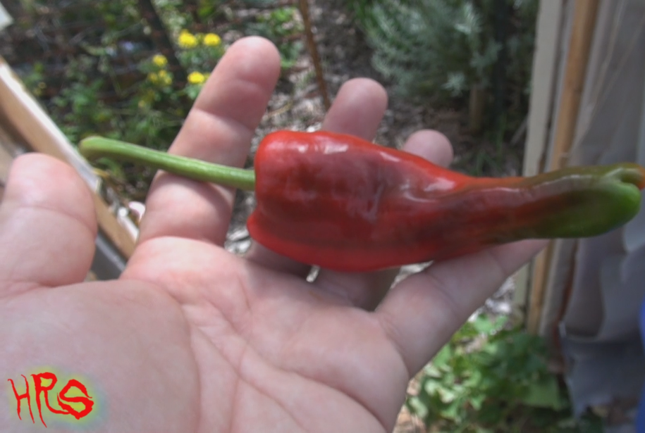 Thumbnail: Here is the Tunisian Baklouti Pepper, Capsicum annuum, Scoville units: 1,000 to 5,000 SHU. This pepper originates from the no
