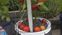 Glacier tomato