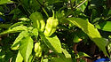 Nagalah Pepper, Capsicum chinense, Scoville units: 1,000,000+ SHU. This is a cross strain of the Trinidad 7 Pot Douglah and the Red Bhut Jolokia. It produces very bumpy rough looking red pods that have extreme heat. It has a very upfront fast burn but a sweetness from the Naga at the end. They are very prolific and sometimes produce better than regular Bhuts or Nagas. The Nagalah peppers get up to 3 inches long and about inch in diameter. Plants are medium bushy type and are very productive with more then 2 dozen pods per plant.Open pollinated 80 days.