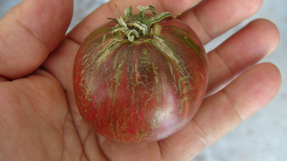 Thumbnail: Here is the Moonlight Mile Variegated Tomato, Solanum lycopersicum. This tomato originates from the USA. It is a cross betwee