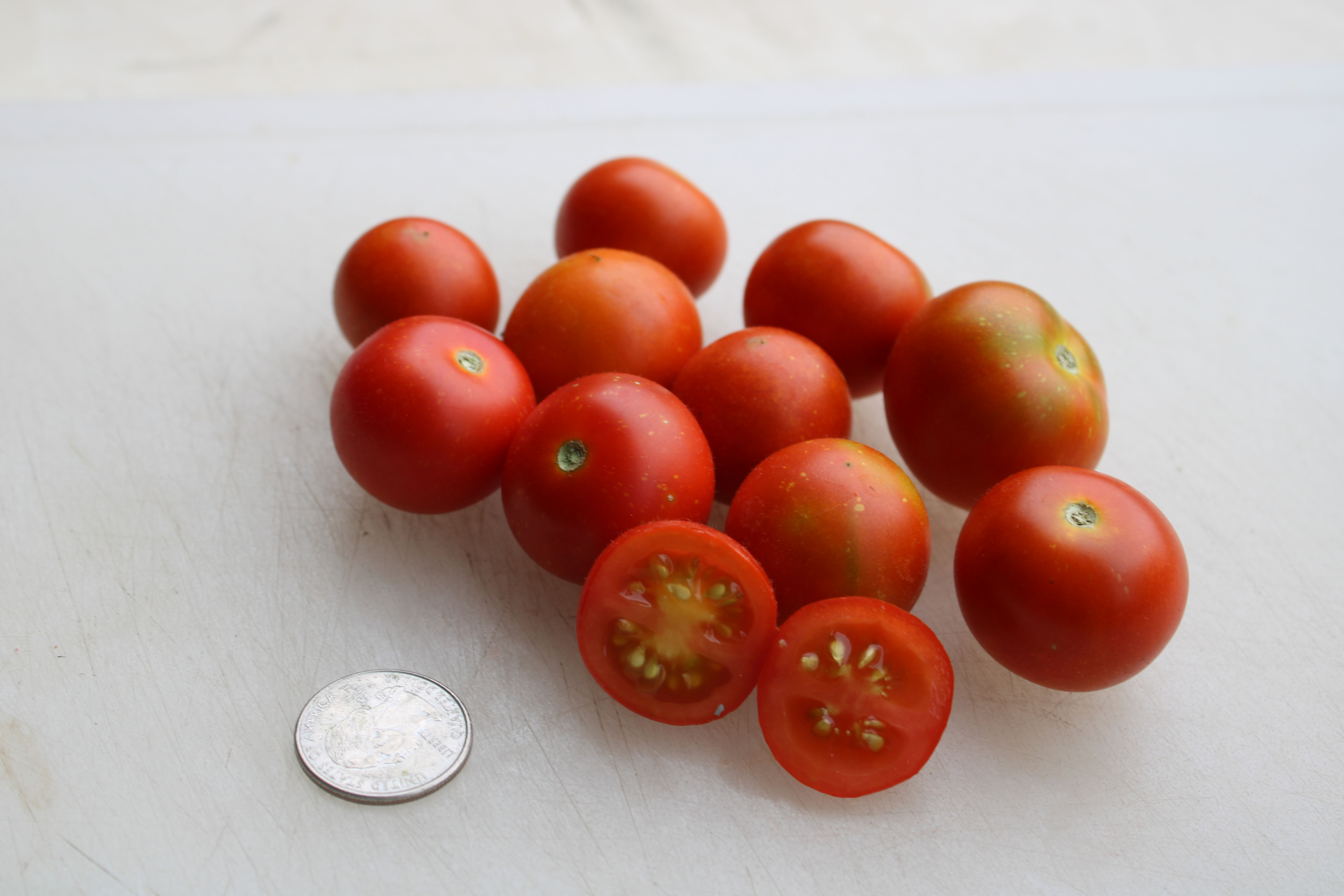 Here is the Balkonnoye Chudo Micro Dwarf Tomato, Solanum lycopersicum. This tomato originates from Russia. The Balkonnoye Chu