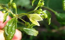 Here is Capsicum tovarii, Scoville Units: Unknown SHU. There are 2 variations of this pepper, Capsicum tovarii, Capsicum tovarii USDA. This listing is for Capsicum tovarii. This pepper originates from South East Brazil near São Paulo and is more of a woody shrub then a plant and can reach 4.2 feet tall and bushy. This species is a white/brown seed wild variety with very tiny seeds. The fruits range around .125 to .25 inches in size and are red when ripe and as many as 8 fruits per node. They can be very heavy producers well over 100 berries per plant. This is among some of the most difficult to start from seed with some seed that can pop up as long as a 3 months later! We are offering only seeds at this time. We will update this listing once seeds become available in the late fall. Open pollinated up to 45 days to sprout.NOTE: The seeds can be extreamly difficult to sprout and can take months to germinate.