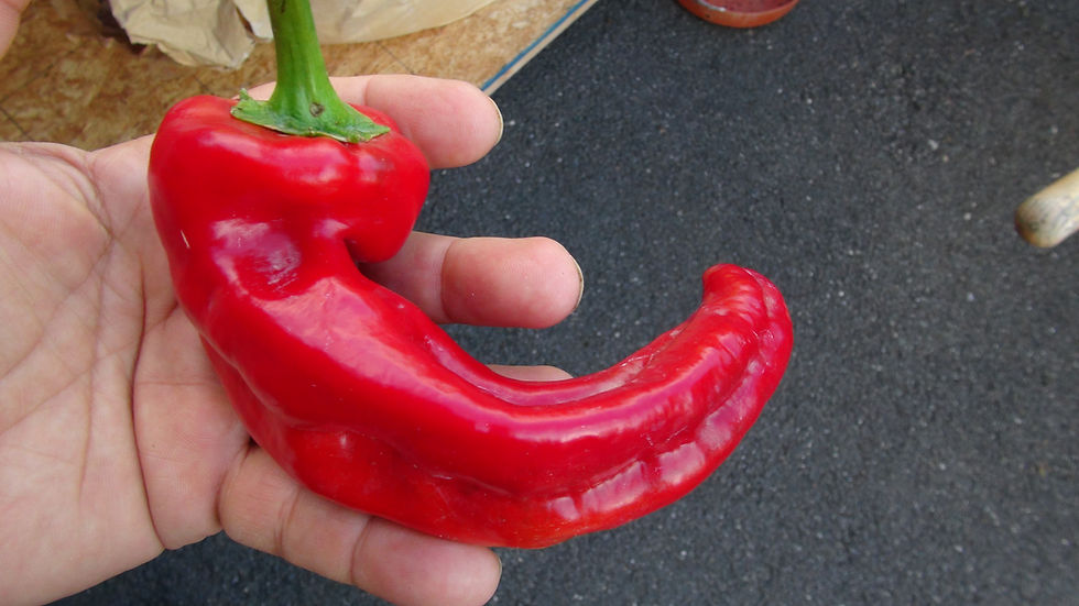 Thumbnail: Here is the Doux D'Espagne Pepper, Capsicum annuum, Scoville units: 000 SHU. This enormous pepper originates from Spain and m