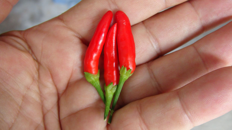 Thumbnail: Here is the Xion Mutant Pepper, Capsicum annuum, Scoville units: 000 to 7500 SHU. The Xion Mutant Pepper originates from Ital