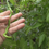 Thumbnail: Here is the Thunder Mountain Longhorn Pepper, Capsicum annuum, Scoville units: 20,000 ~ 40,000 SHU. This pepper originates fr