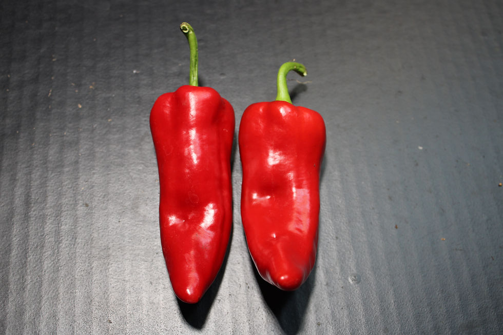 Here is the Lengua de Cabra Dulce pepper, Capsicum annuum, Scoville units: 000 SHU. This Pepper originates from Spain. lengua