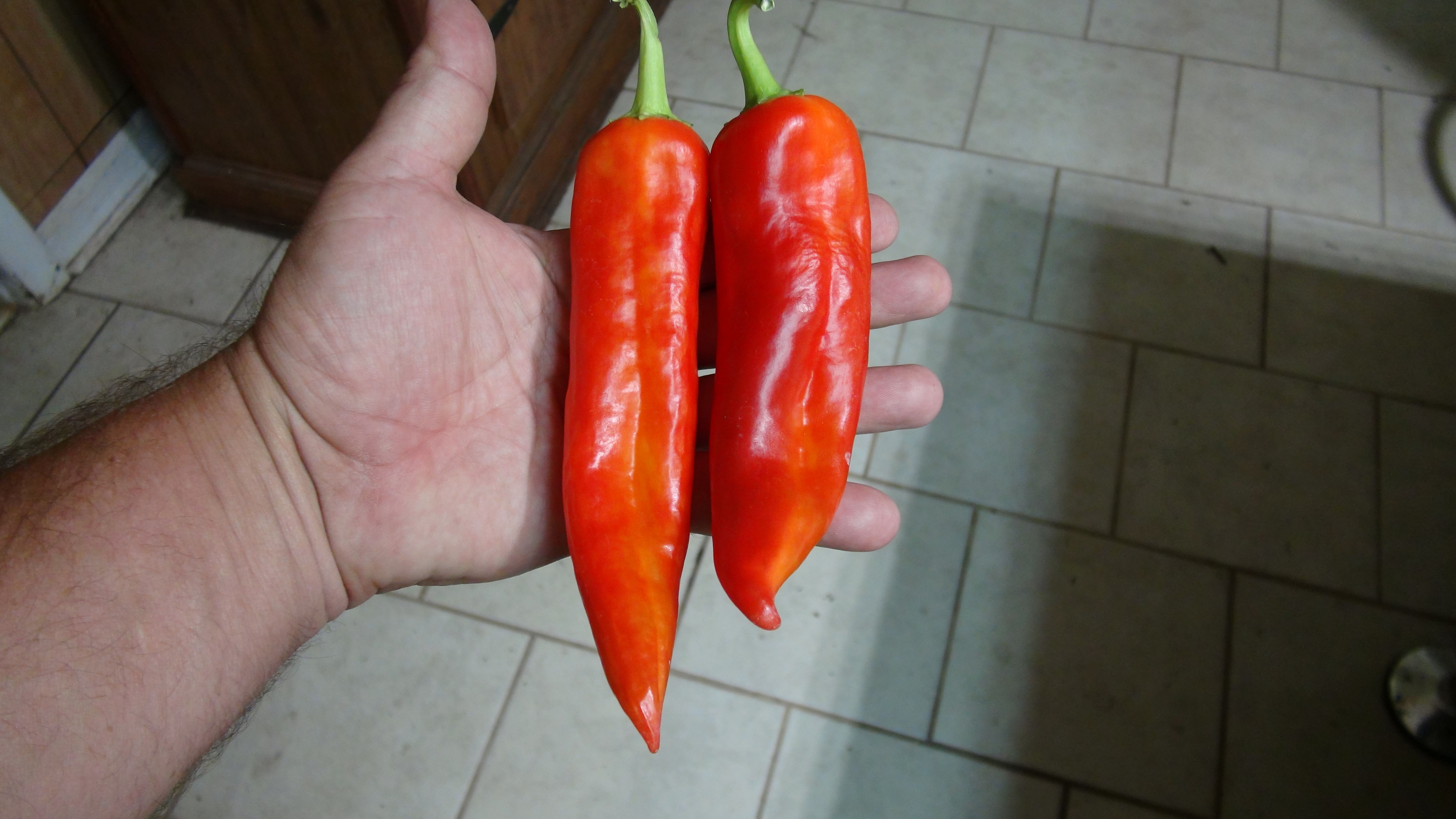 Here is the Hatch Rattlesnake Pepper, Capsicum annuum, Scoville units: 11,000 to 20,000+ SHU. The Hatch Rattlesnake Pepper or