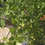 Thumbnail: Matt's wild cherry tomato