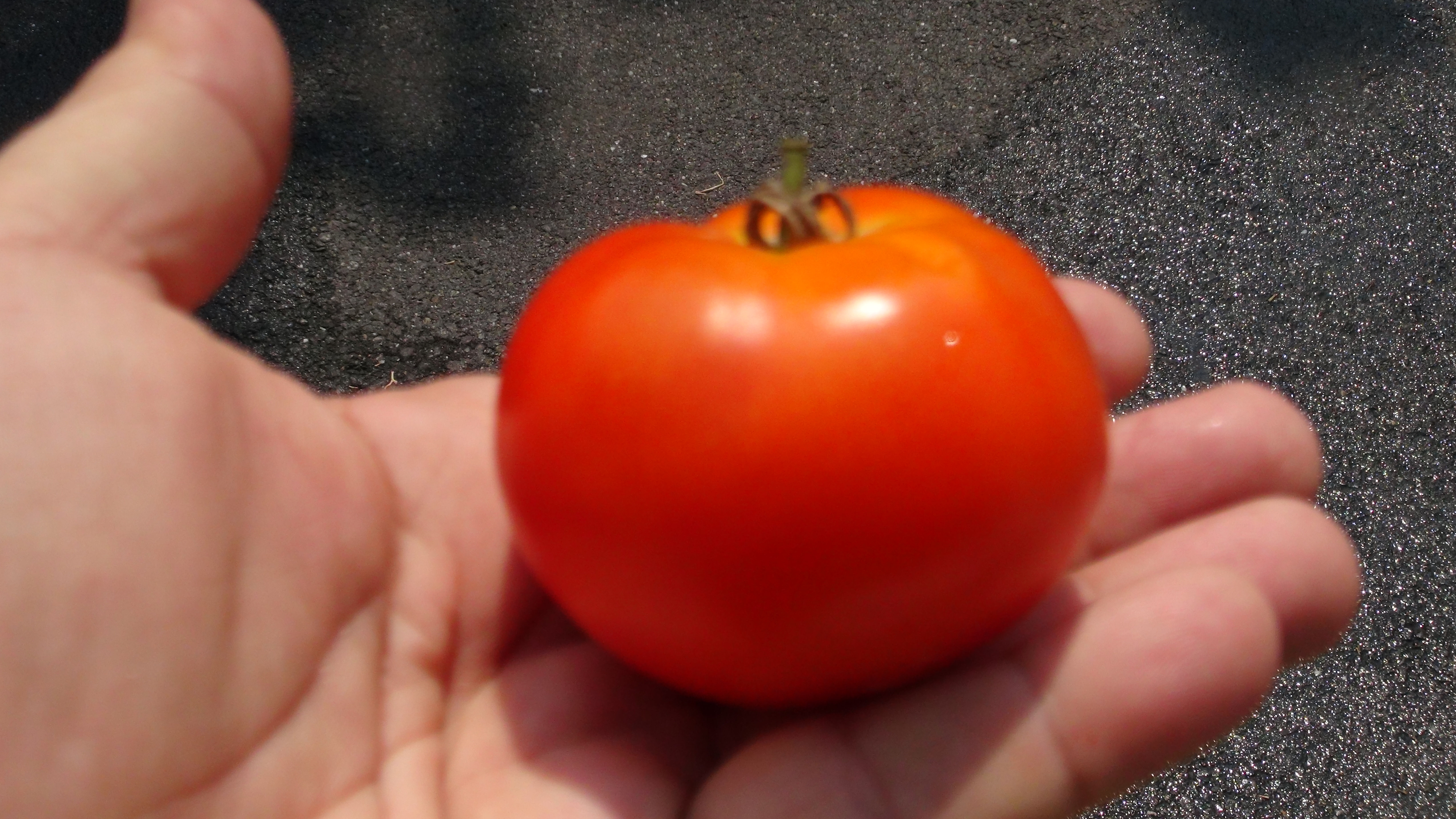 Here is the Marion Tomato, Solanum lycopersicum. This tomato originates from Charleston, South Carolina, USA and was develope