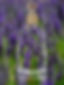 Thumbnail: True Lavender, Lavandula angustifolia is native to the Old World and is found from Cape Verde and the Canary Islands. The flo