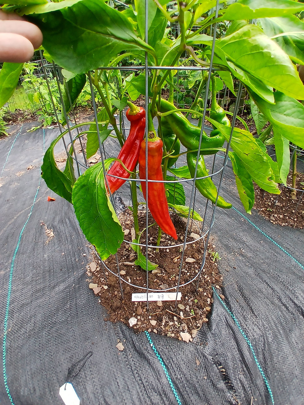 Hangjiao 8 Total Eclipse Pepper, Capsicum annuum, Scoville units: 1,000 to 8,000 SHU. The Hangjiao 8 Total Eclipse Pepper is