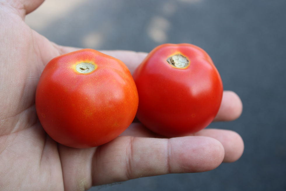 Here is the Zoreslav Tomato, Solanum lycopersicum. This heirloom tomato originates from Ukraine. Zoreslav Tomato is a regular