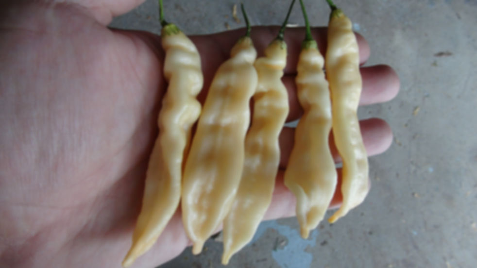 Here is the Bolivian Cream Pepper, Capsicum baccatum, Scoville units: 1,000 ~ 3,000 shu. This pepper originates from Bolivia.