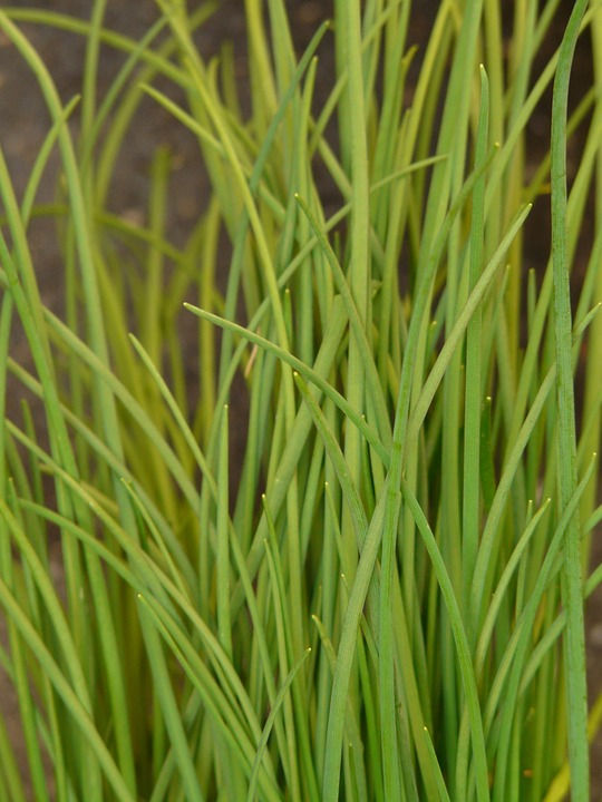 Thumbnail: Chives, Allium schoenoprasum, is a species of flowering plant in the family Amaryllidaceae that produces edible leaves and fl