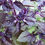 Thumbnail: Here is the Red Rubin Basil, Ocimum basilicum 'Purpurascens'. It is an improved variety of Dark opal basil. Like many culinar