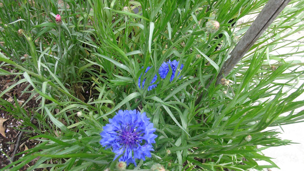 Thumbnail: Here is the Bachelor's Buttons Flower Blue, Centaurea cyanus. This Variety of Bachelor's Buttons Flower is a native of Europe