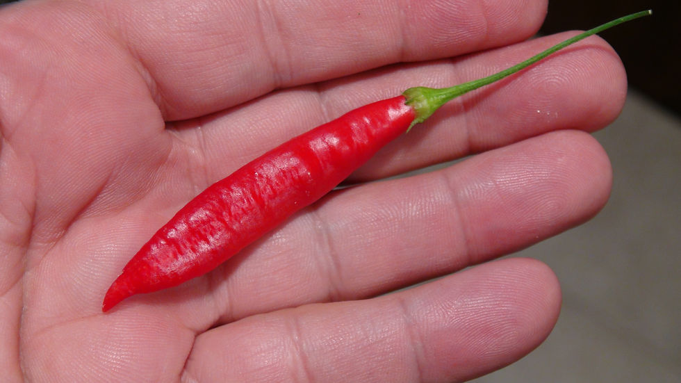 Thumbnail: Here is the Aji Ethiopian Fire Pepper, Capsicum baccatum, Scoville units: 5000 to 10,000 SHU. This pepper originates from the