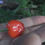 Thumbnail: Here is the Peito de Moça Pepper, Capsicum baccatum, Scoville units: 10,000 ~ 50,000 SHU. This pepper originates from Brazil