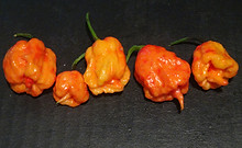 Here is the Dragon's Breath 2 Pepper, Capsicum chinense, Scoville units: 1.5M ~ 2.5M SHU. Unofficially tested at 2.48 million SHU, the Dragon's Breath 2 Pepper originates from the UK and created by Neal Price, NPK Technology and later cultivated by Mike Smith. The Dragon's Breath 2 Pepper is another variation that has a paralyzing burn with pods getting to 1 inch long and go from green to red when fully ripe. Plants can get to 3 feet tall and tend to be a heavy producer in full sun. We found this to be very easy to grow in northern climates. Usually fruits first year and you can over winter in pots. If pruned, plants can live for many years in pots and tend to stay around 18" tall and ornate. A must grow for any collector! Open pollinated, mid to late season, red, perennial, medium grow, 93 to 140+ days to overwinter for many years. LOT# 2 R17 TAG# 118-2022