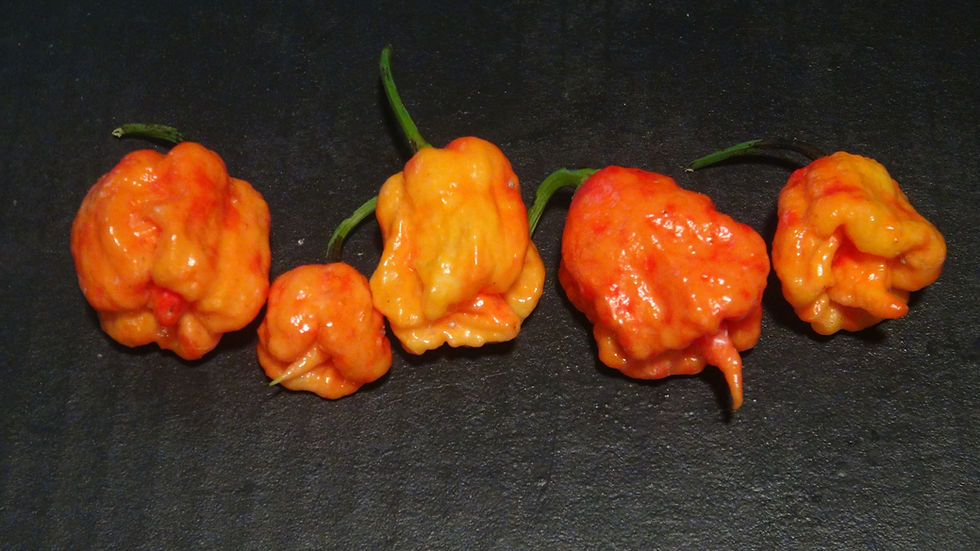 Thumbnail: Here is the Dragon's Breath 2 Pepper, Capsicum chinense, Scoville units: 1.5M ~ 2.5M SHU. Unofficially tested at 2.48 million