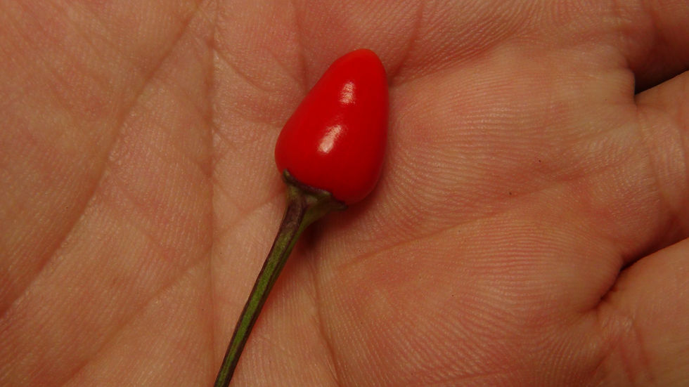 Thumbnail: Here is the CAP 1546 Pepper, Capsicum annuum, Scoville units: 1,000 to 400,000 SHU. This rare and unusual pepper origin is un