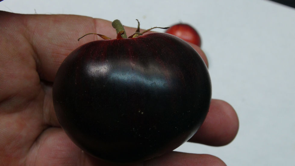 Thumbnail: Here is the Dwarf Lightning Tomato, Solanum lycopersicum. This tomato originates from Australia. We don't know anything about