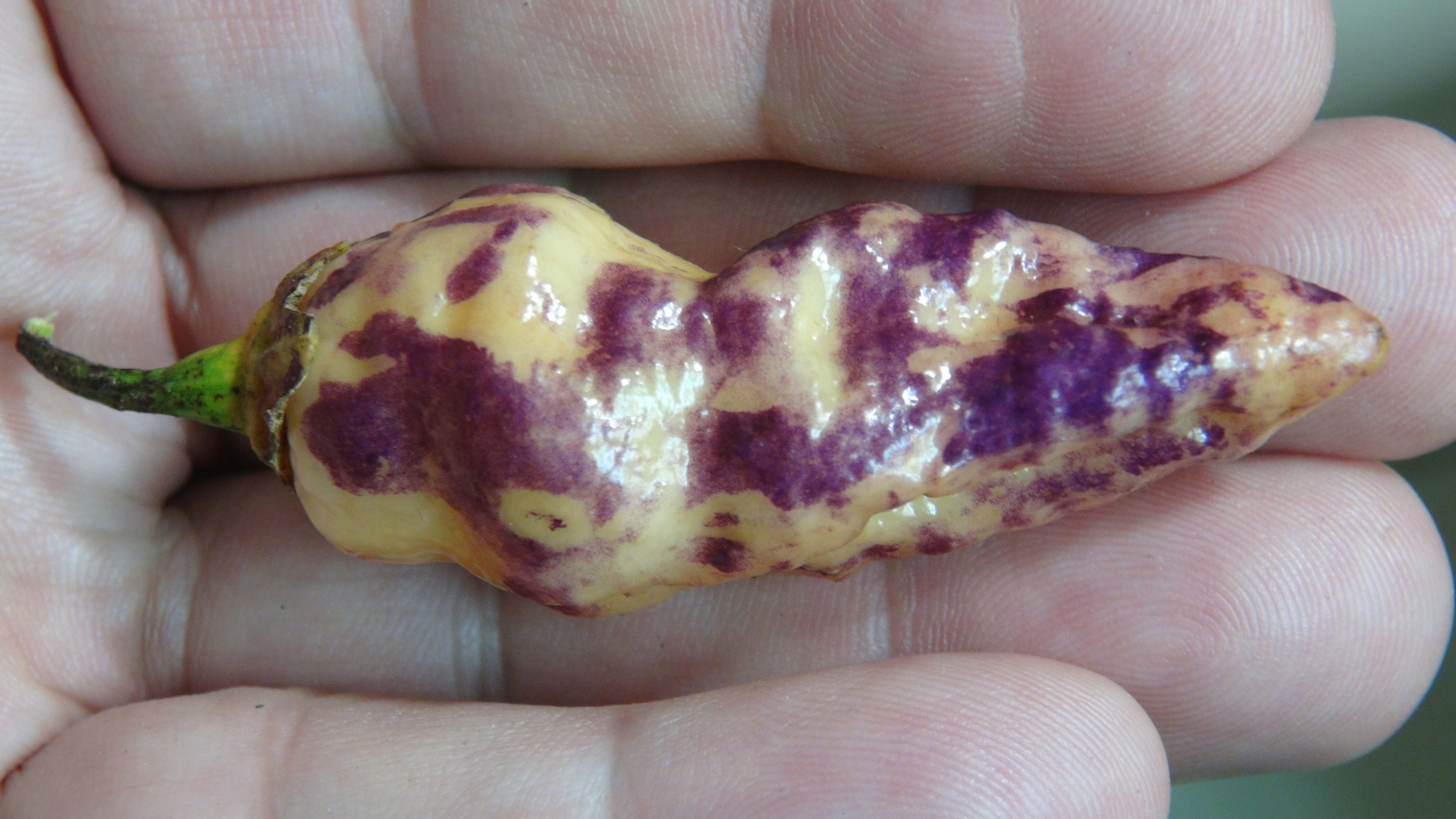 Here is the Peach Gum Tiger V1 Pepper, Capsicum chinense, Scoville units: 80,000 to 320,000 SHU. The Peach Gum Tiger V1 Peppe