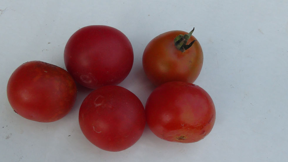 Thumbnail: Here is the De Pera Rosado Longkeeper Tomato, Solanum lycopersicum. This tomato originates from Spain. This red saladette tom