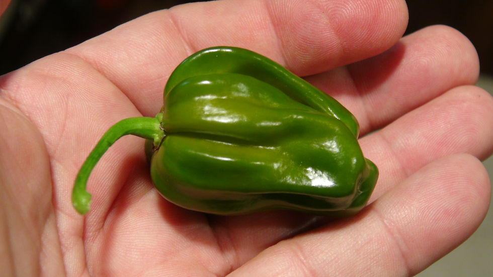 Thumbnail: Here is the Saras Green Pepper, Capsicum chinense, Scoville units: 500 to 5,000+ SHU. This peppers origins are unknown at thi
