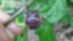 Thumbnail: Here is the Purple Death Pepper, Capsicum chinense, Scoville units: 800,000 ~ 1,500,000 SHU. The Purple Death Pepper originat