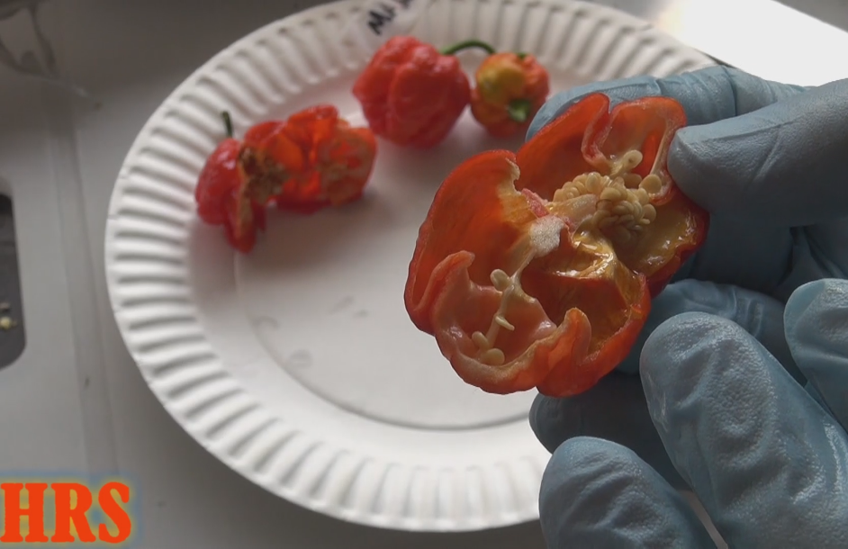 Thumbnail: Here is the Trinidad Moruga Scorpion Pepper, Capsicum chinense, Scoville units: 1,200,000 ~ 2,000,000 SHU. The Trinidad Morug