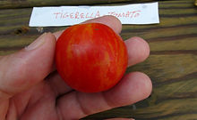Tigerella Tomato