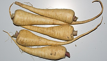 Harris Model Parsnip, Rooted Hamburg Parsley, Petroselinum crispum var. tuberosum, Hollow Crown Parsnip, Pastinaca sativa, turnip, beet, rutabaga, parsnip, harris model parsnip, parsnip seeds, veg seeds, vegetable seeds online, heirloom vegetable seeds, vegetable seeds for sale, vegetable seed companies, vegetable garden seeds, vegetable seeds walmart, growing parsnips, secrets to growing parsnips, parsnips for sale near me, Harris Model parsnip, All American parsnip, Cobham Marrow parsnip, The Student parsnip, Tender and True parsnip, Kral Russian Parsnip, Andover Parsnip, Gladiator Parsnip, Lancer Parsnip, Javelin Parsnip, Skirret Parsnip, Panache Parsnip, vegetable seeds, vegetables, fruits, seed companies, vegetable seeds online, vegetable seed companies, vegetable garden seeds, vegetable seed companies, seeds, gardening, garden, farm, vegetable seeds walmart, vegetable seeds organic, best organic vegetable seeds, cheap seeds, 25 cent seed packets, vegetables, fruits, organic non g
