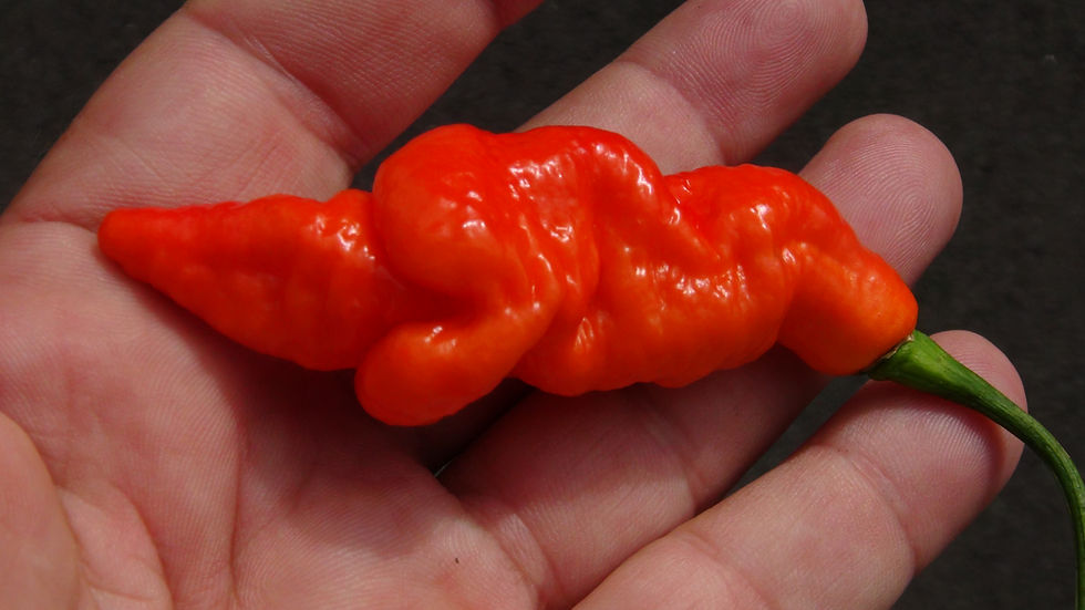 Thumbnail: Here is the SRTSL Pepper, Capsicum chinense, Scoville units: 100,000 ~ 750,000 SHU. This pepper originates from the island of