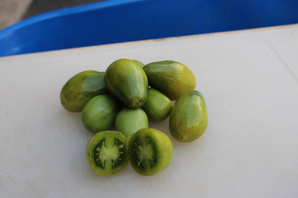 Here is the Emerald Pear Tomato, Solanum lycopersicum. This heirloom tomato originates from China an is also known as Izumrad