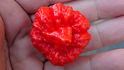 ma wartryx pepper (19).JPG