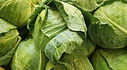 Early Golden Acre Cabbage