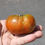 Thumbnail: Here is the Paul Robeson Tomato, Solanum lycopersicum. The originates from Moscow, Russia and was introduced to the USA by Ma