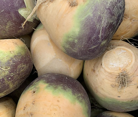 Here is the Laurentian Rutabaga, Brassica napus, variety napobrassica. This Rutabaga has Canadian origins that date back to the 1900's. The Laurentian Rutabaga is a Canadian variation of the American Purple Top Rutabaga. It is a firm creamy white flesh purple top type Rutabaga with a crisp slightly sweet flavor that goes good in any recipe. It can be eaten raw or cooked and make a great mash potato like dish. They can grow to about 3 to 5 inches and plants get to around 2 feet tall. Because Rutabaga seeds are direct sown in the garden, preparing your soil early in the planning process is essential. Poor soil can negatively affect the flavor, quality and growth of the Rutabagas so be sure to use high quality soil that is soft and loamy. they are biennial so best harvested in first year. Great in soups and stews! Open pollinated 67 days.