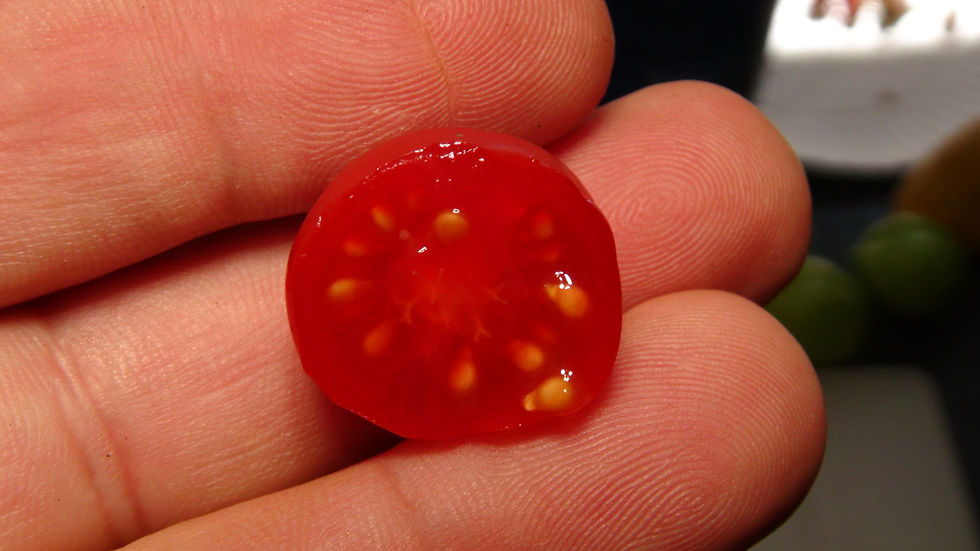 Thumbnail: Here is the Post Office Spoonful Tomato, Solanum lycopersicum. This tomato originates from Pittsburgh Pennsylvania USA. Here